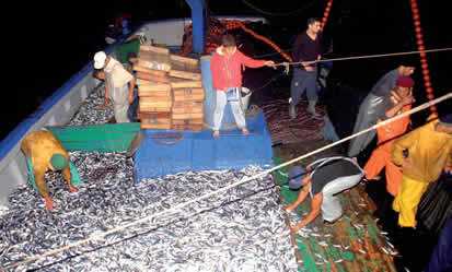 Pourquoi la sardine est si chere