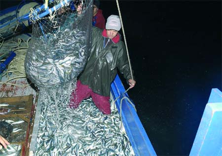 Réputée protéine du pauvre,Le prix de la sardine a atteint 300 DA sur les quais