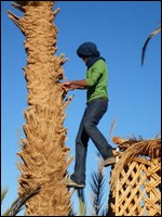 Sud&rsquo;Agral 2010 de Biskra: le meilleur grimpeur de palmier honoré