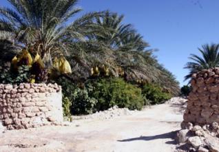 Tolga – Voyage au royaume de la datte : La déesse aux doigts de lumière