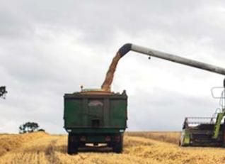 Vers l’autosuffisance en céréales