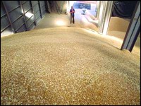 Blé tendre,Le quota mensuel des transformateurs passe à 4,3 millions de q