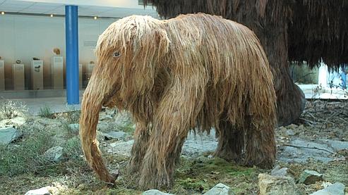 Des Japonais relèvent le défi du clonage de mammouth