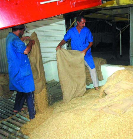 Détournement du blé tendre subventionné :  fraudeurs, gare à vous !