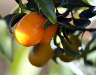 La filière agrumicole : Vers la mort des orangeraies algériennes ?