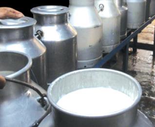 Les laiteries recourent à des solutions de facilité