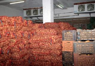 Pomme de terre : 14,4 millions de quintaux attendus en 2011