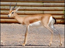 Protéger la gazelle dorcas menacée de disparition