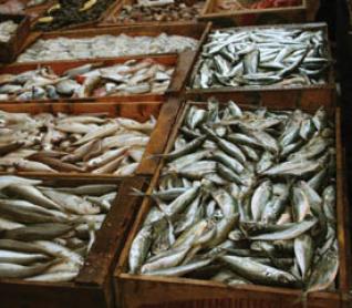 Ressources halieutiques : Priorité à la consommation locale