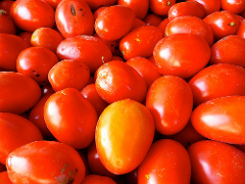 Tomate industrielle : la faillite !
