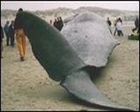 Un cachalot s&rsquo;échoue sur la plage de Chatt (El Tarf)