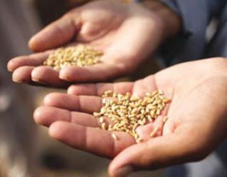 Malgré les bonnes perspectives de production pour 2011 ,L’Algérie continue à importer du blé