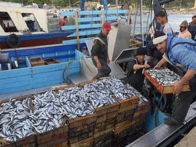 Pêche : un secteur à réorganiser