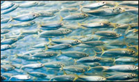 Pour couvrir les besoins du marché en produits halieutiques Aquaculture, l’incontournable alternative