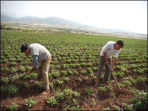 Terres agricoles du domaine privé de l&rsquo;Etat: 107.000 dossiers déposés par les exploitants