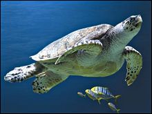 Echouage d&rsquo;une énorme tortue de mer à Stora (Skikda)