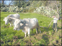 Hier, fierté des anciens Kabylie,une terre abandonnée par les siens