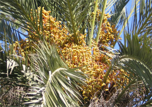 Algérie , Fortes hausses des productions d’olives, d’agrumes et de dattes en 2011