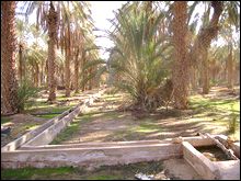 Algérie-UE: présentation d&rsquo;un plan de développement pilote de l&rsquo;oasis de Zelfana (Ghardaïa)
