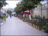 Blida,Un printemps bien fleuri