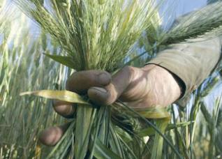Céréales : La baisse des importations algériennes préoccupe les Français