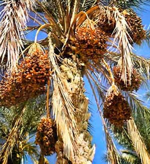 Les opérateurs évaluent à 100 millions de dollars les recettes d’exportation : 2014, la datte