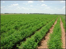 Production agricole: lancement du 3e prix de la meilleure étude scientifique maghrébine