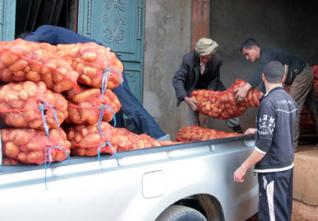 Production de semences de pomme de terre : L’Algérie produit 65% de ses besoins