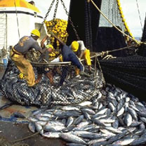 Contrôle de la commercialisation du poisson: Création d&rsquo;une police de la pêche