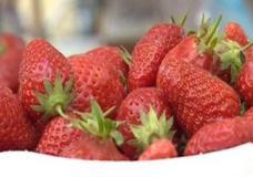 La fraise dans tous ses états fait la fête à Skikda