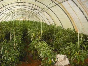 Tindouf : Une production agricole « globalement faible » attendue