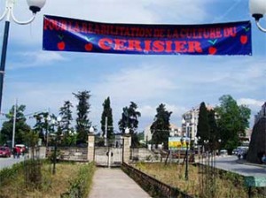 4 milliards de centimes pour traiter les cerisaies en Kabylie