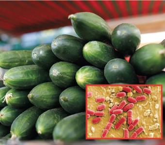 Bactérie Eceh: le bilan s&rsquo;élève à 27 morts