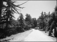 Batna,Sur les hauteurs de Chlaâlaâ…