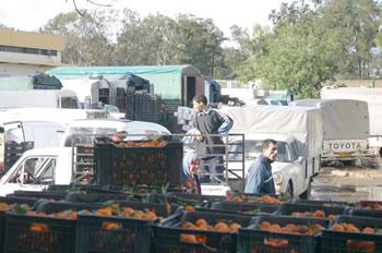 Fruits et légumes,Un marché de gros sera construit à El Harrach