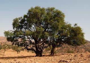 Journée internationale de l’environnement : L’Algérie veut investir dans l’arganier