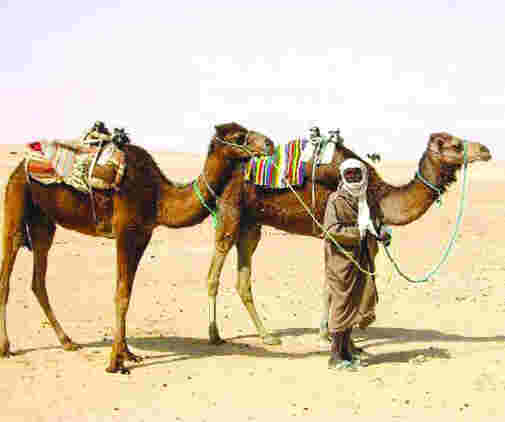 Les trafiquants marocains développent leurs «techniques de transport» vers l’Algérie,Des chameaux bourrés de cannabis