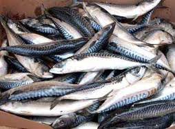 Peche,Y a-t-il un service pour sauver la sardine ?