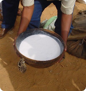 Plus de 2.500 litres de lait de chamelle produites quotidiennement à Tindouf