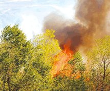 Prévention et lutte contre les incendies de forêts à Khenchela : 730 emplois saisonniers créés