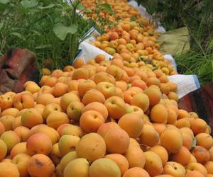 Des milliers de tonnes de tomate et d’abricot jettées à la décharge