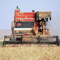 Facture alimentaire au 1er semestre 2011 : Hausse de 99,61% des importations de céréales