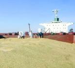 La France exporte à l’Algérie 3 millions de tonnes de blé ,Elle assure 75% des besoins de l’Algérie en grains
