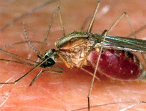 Les moustiques sont source de contamination du sida !