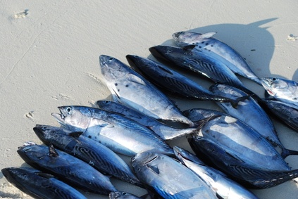 Les poissons gras protègent contre l’infertilité des femmes