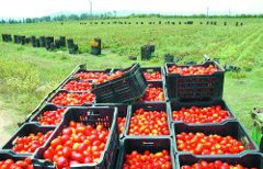Malgré une production record,Menace sur la tomate industrielle