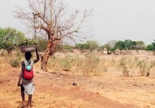 Sécheresse : Une nouvelle catastrophe frappe la Corne de l’Afrique