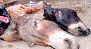 Attention à ce que vous mangez,La viande d’âne est de retour!