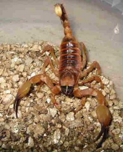 Ouargla : quand les scorpions attaquent