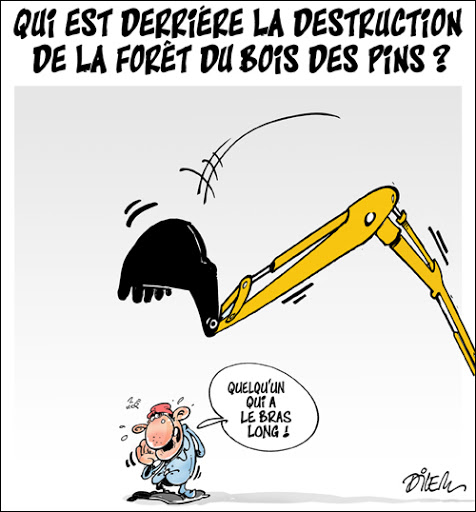 Qui est derrière la destruction de la forêt du bois des pins?